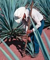 Jimador haciendo plantación de un hijuelo - Wikiland Tours 