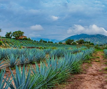 Vista de los campos de agave - Wikiland Tours 