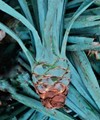 Hijuelo de agave - Wikiland Tours 