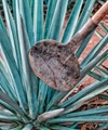 Una coa hacia una planta de agave - Wikiland Tours 